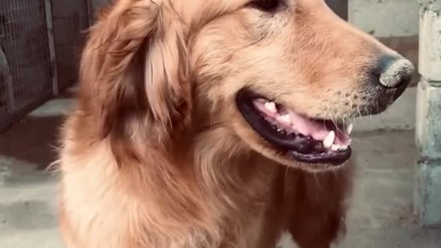 happy dog - golden retriever dog