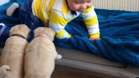 Pug puppies want to play with Louie!