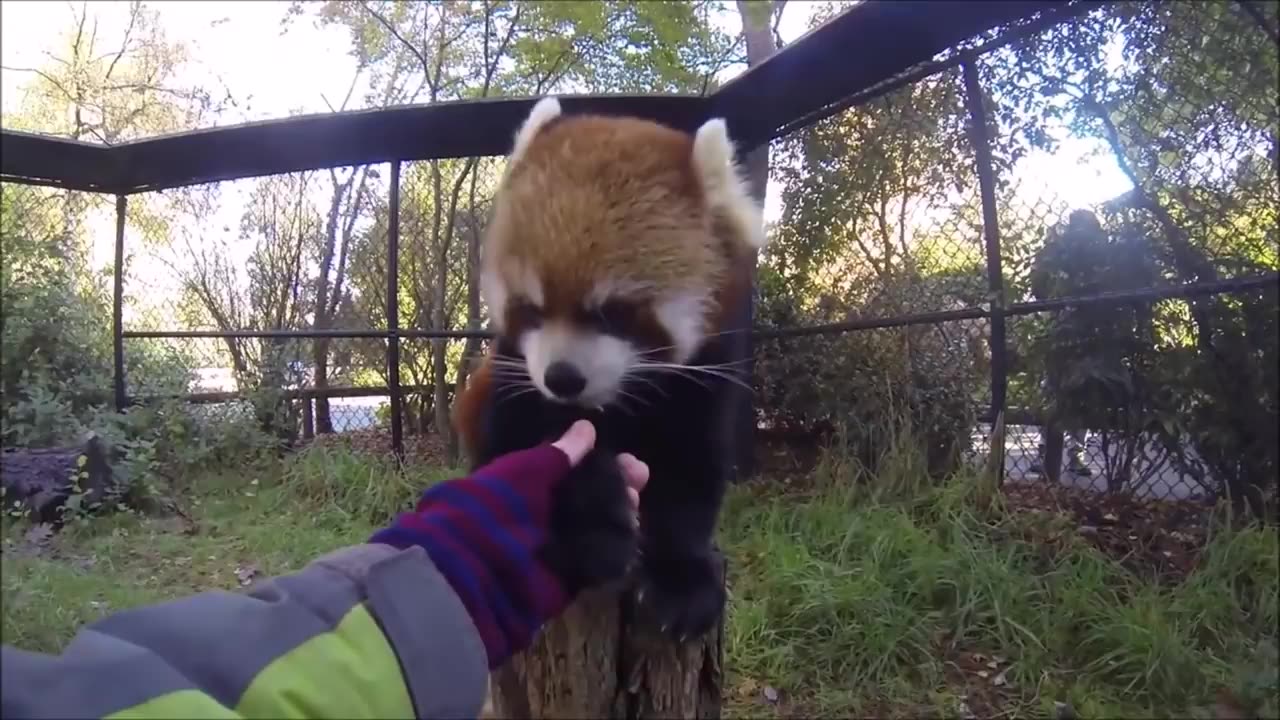 Wonderful Panda Scenes Compilatio