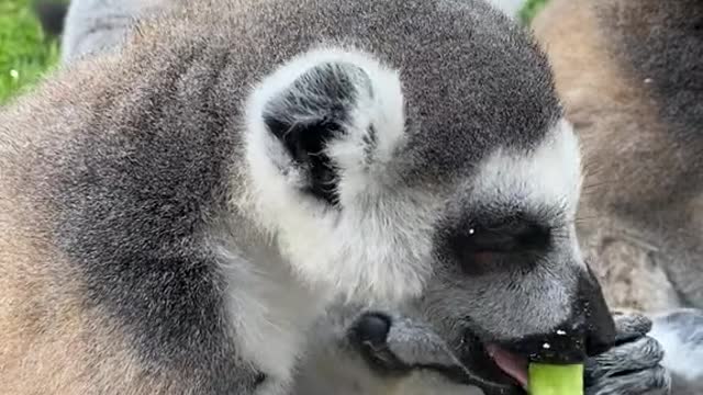 lemurs