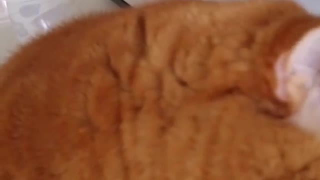 A cat whose eyes shine