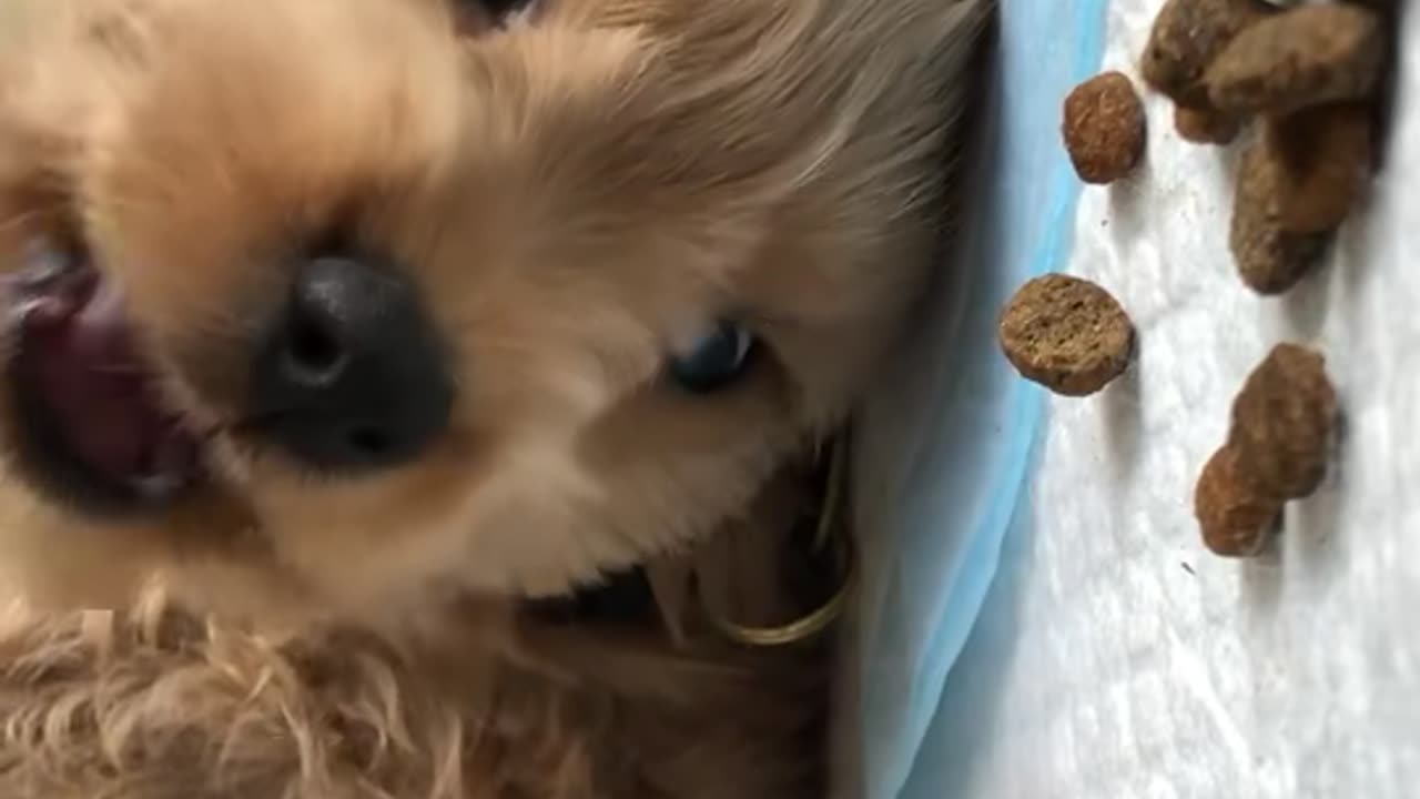 The Cutest Way to Eat Kibble