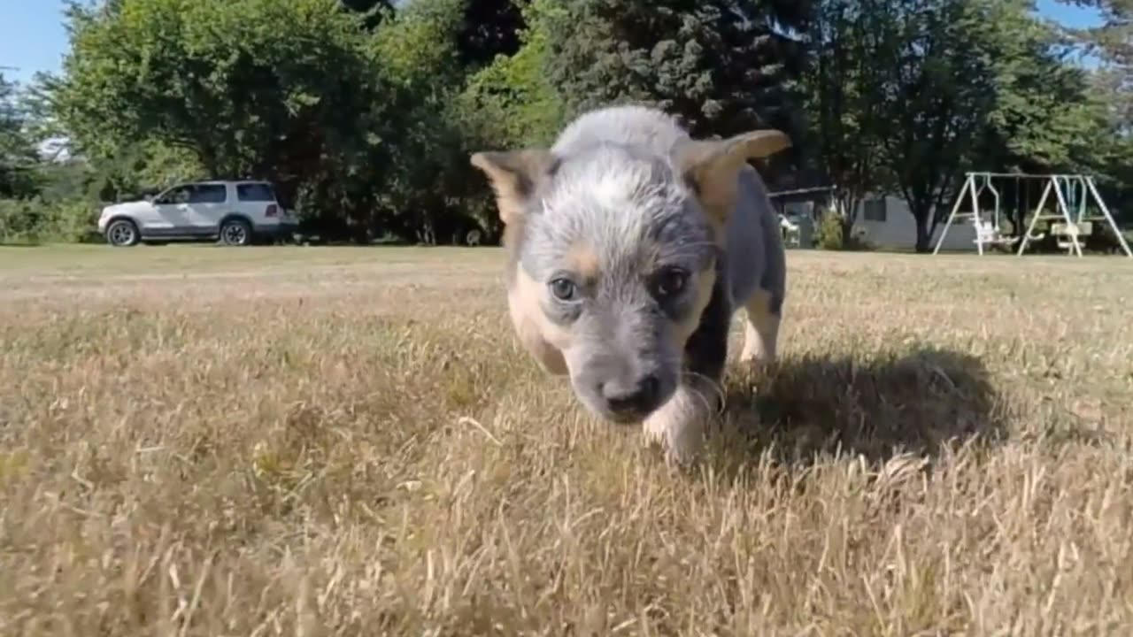 Dog playing with drone