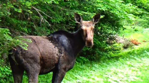Roadside Moose Duo