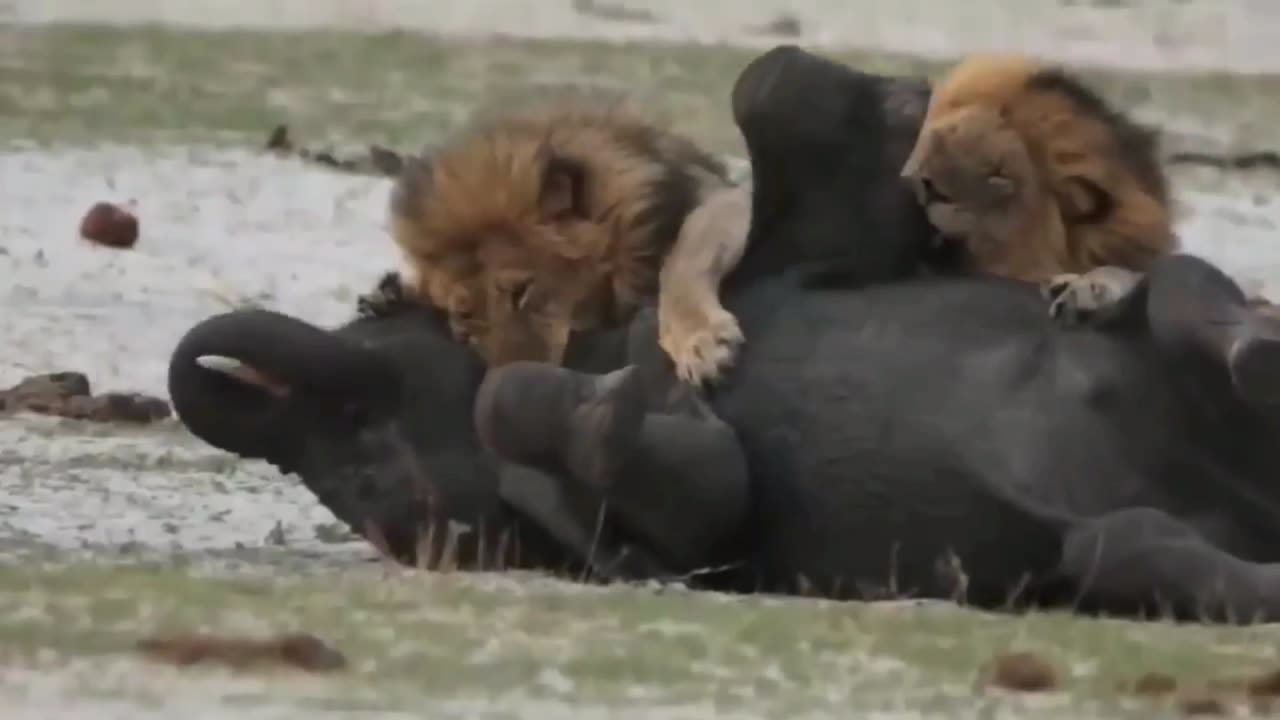 Double Trouble: Dog-Like Lions Take On a Giant Elephant, but the Odds Are Against Them!