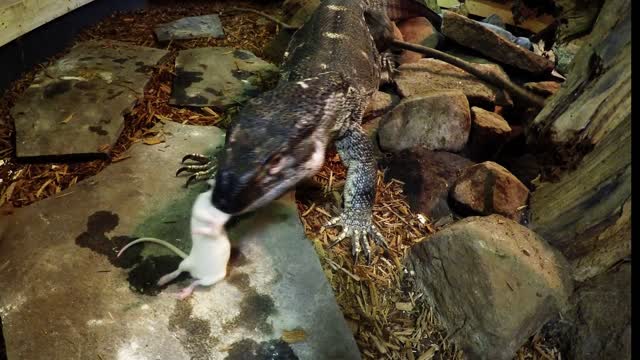 Huge Water Monitor Eats Rats