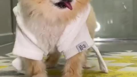 Funny animal, cute dog, funny animals, funny animal videos, cute dogs