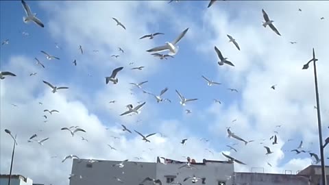 Sesgulls seen in Salé coast Morocco