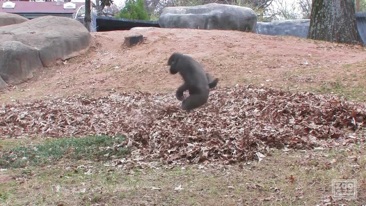 Gorillas playing in leaves