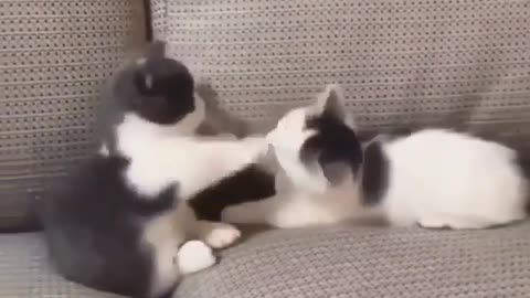 Cute Fight