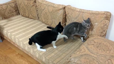 Cat Bites Other Cats Butt(3)