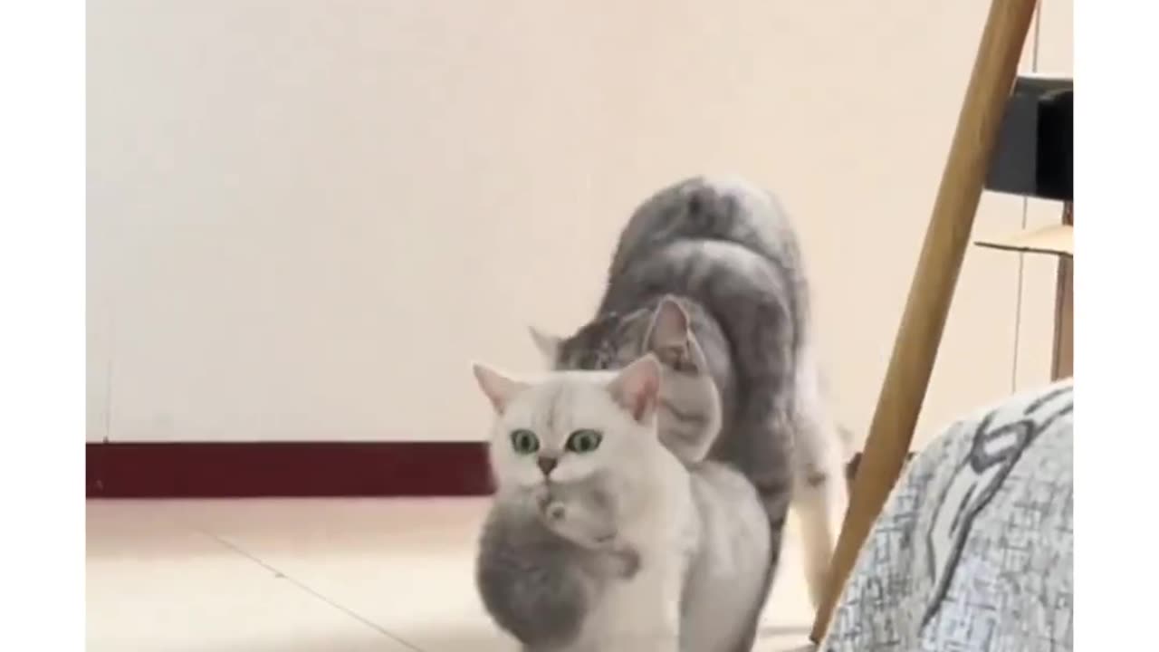 Funny cats video