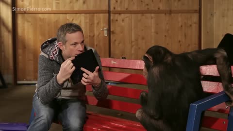 Chimpanzee react to iphad magic