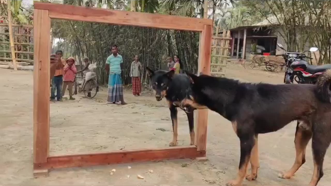 Angry dog vs mirror fighting.