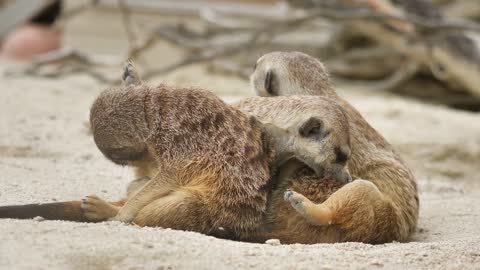 Meerkat Animals Family Savannah Pack Young Cute