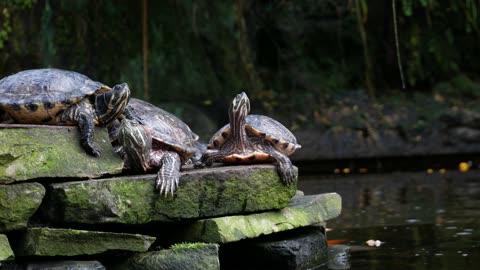 A group of freshwater Turtles resting