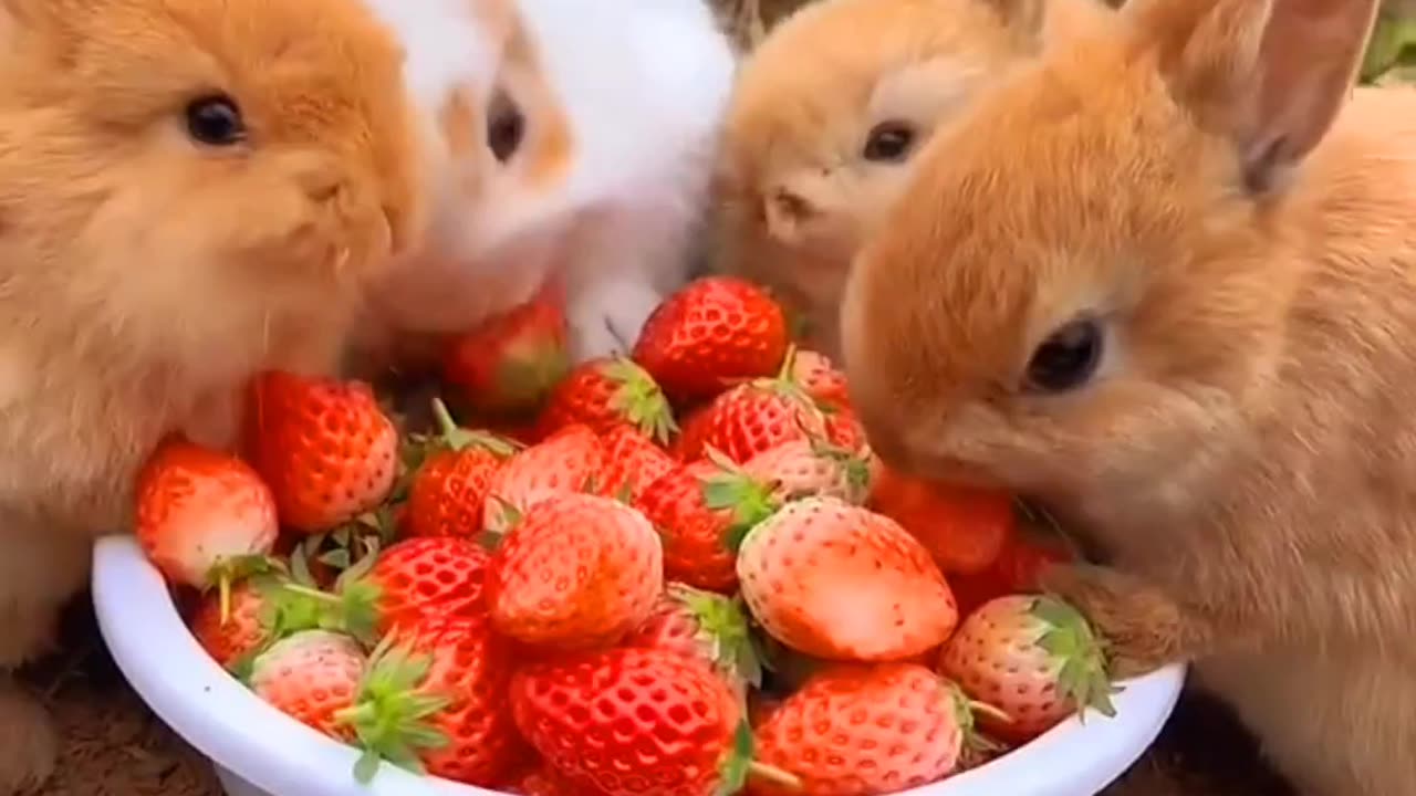 "Funny Bunny Eating Strawberries"