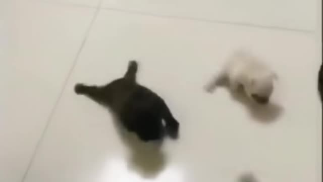 Super funny sequel😀