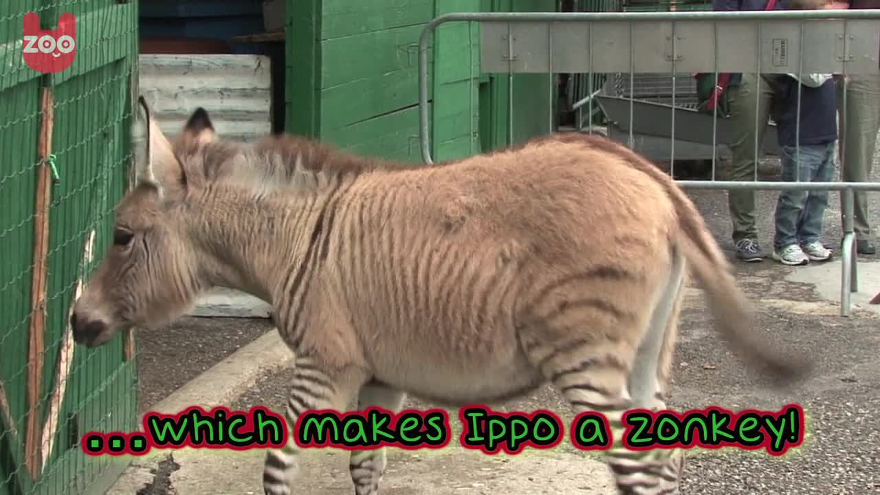 Meet Ippo The Zonkey