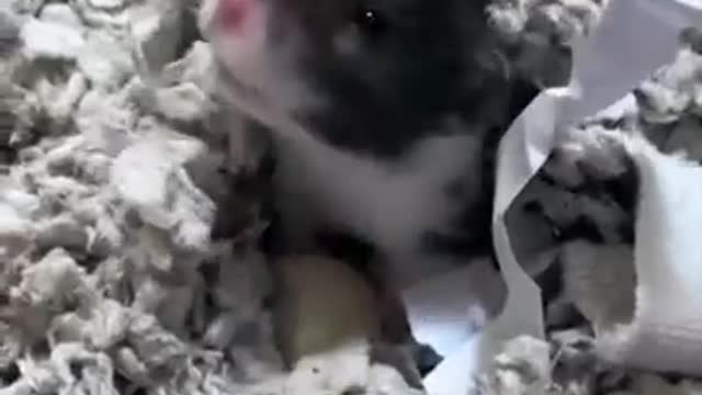 Hamsters As A Pet #rumble