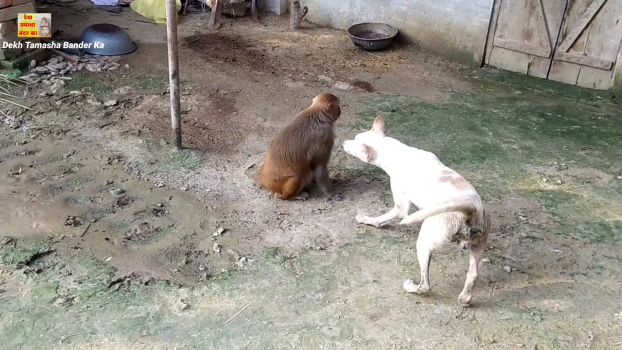 Funny Dog Vs Monkey