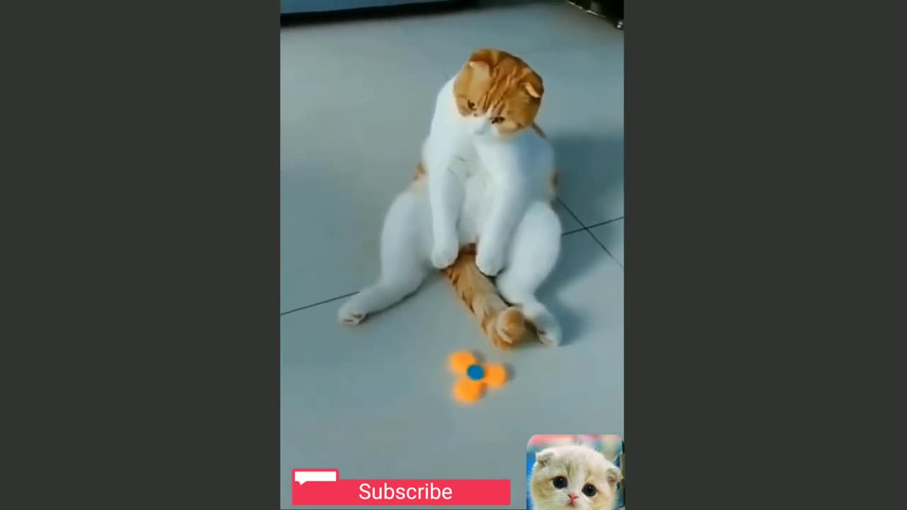 Ultimate fun with Cute Cats and Funny Dogs Compilation