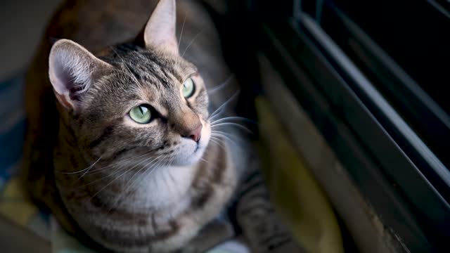 portable silver cat