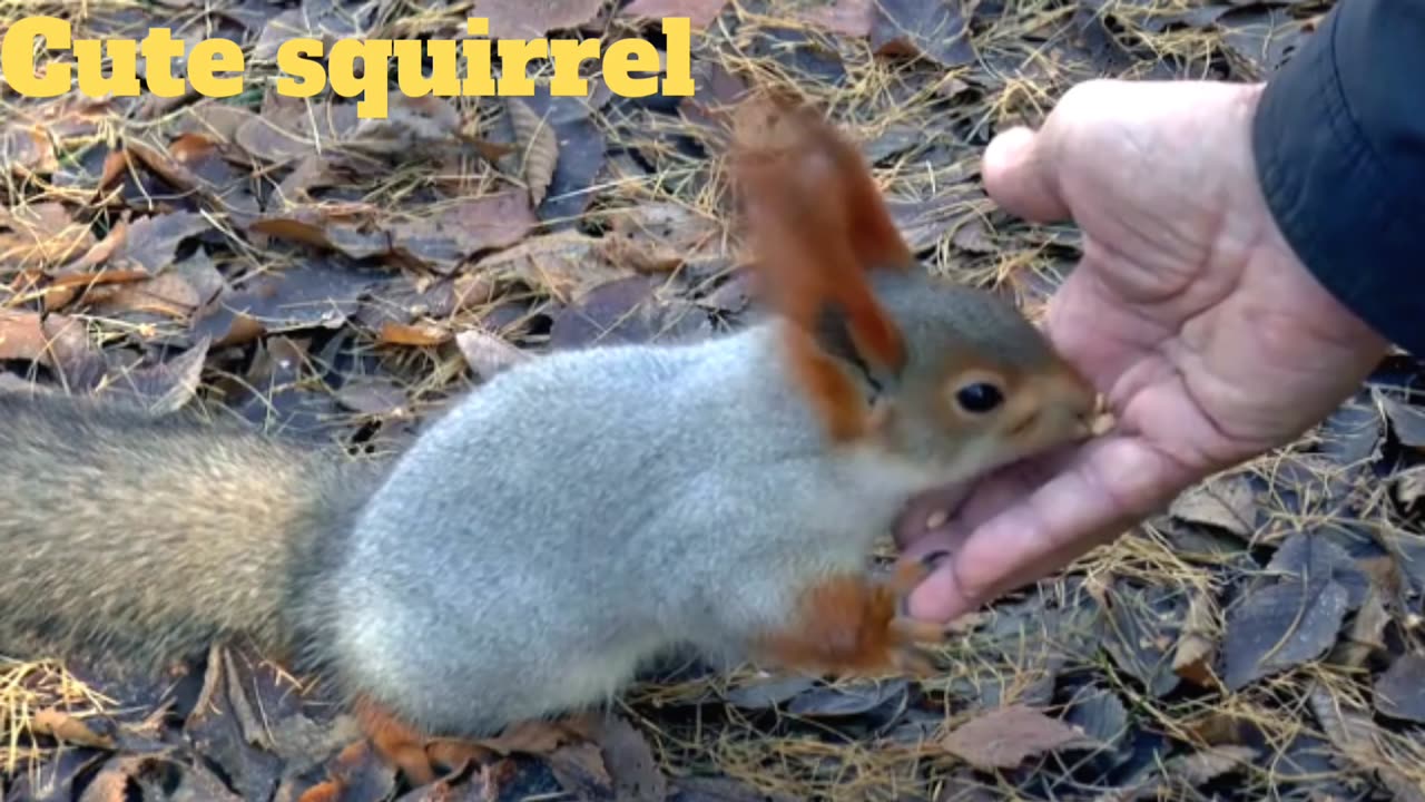 Cutest squirrel