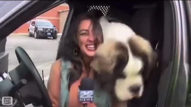 DOG INTERUPT LADY FROM DOING NEWS REPORT