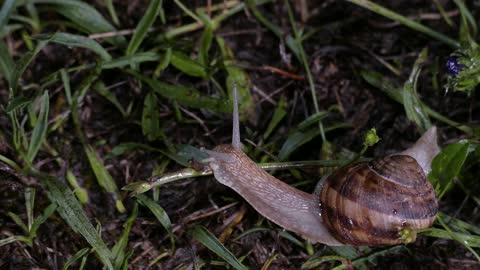 The snail is searching for food