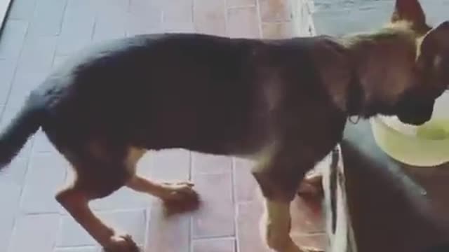 Dog Energetically Wags Tail While Drinking Water From Bowl as Owner Sings to Them