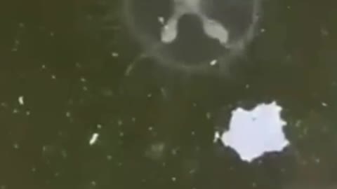 National first-class protected animals found in school ponds, experts: no less than giant pandas.