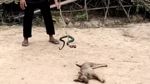 Troll prank dog