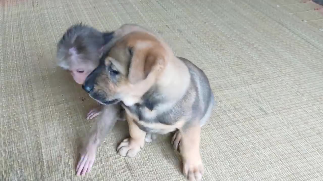 Cute puppy and little monkey take care and love each other