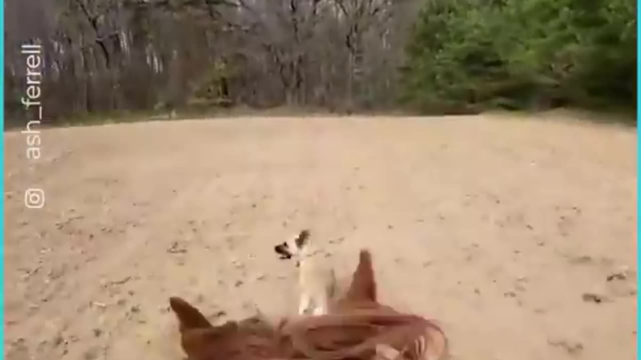 Warm Canine And Pony Have An Indistinguishable Bond | This Is What Genuine Romance Resembles...