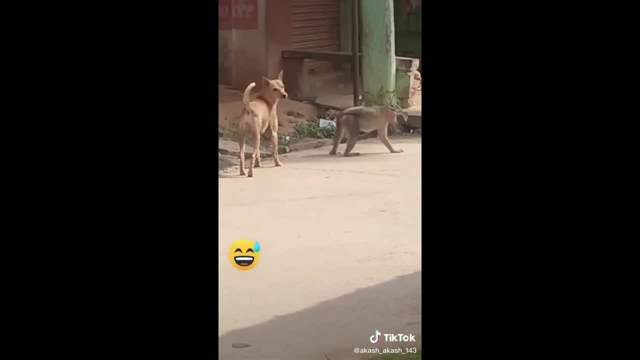 Dog and monkey funny video