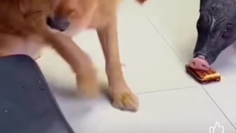 Dog feeding a piece of cake to a piggy