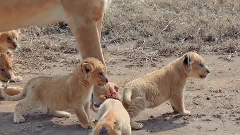 Cute baby lion cub 2