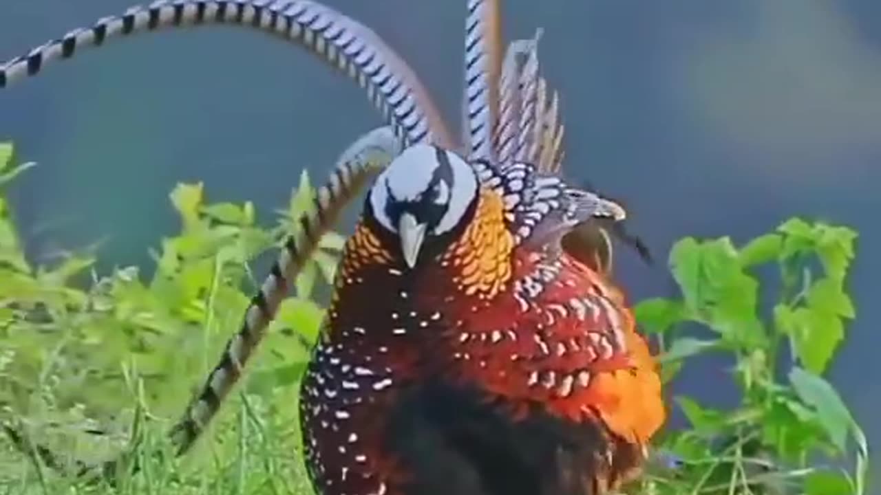 🔘🐦Pheasant \nWhich you like?\n\n🔘📽by N°1➡@nature.mlk + N°2➡@Bib_i_r_d_ins_t_a a \n\n🔘question
