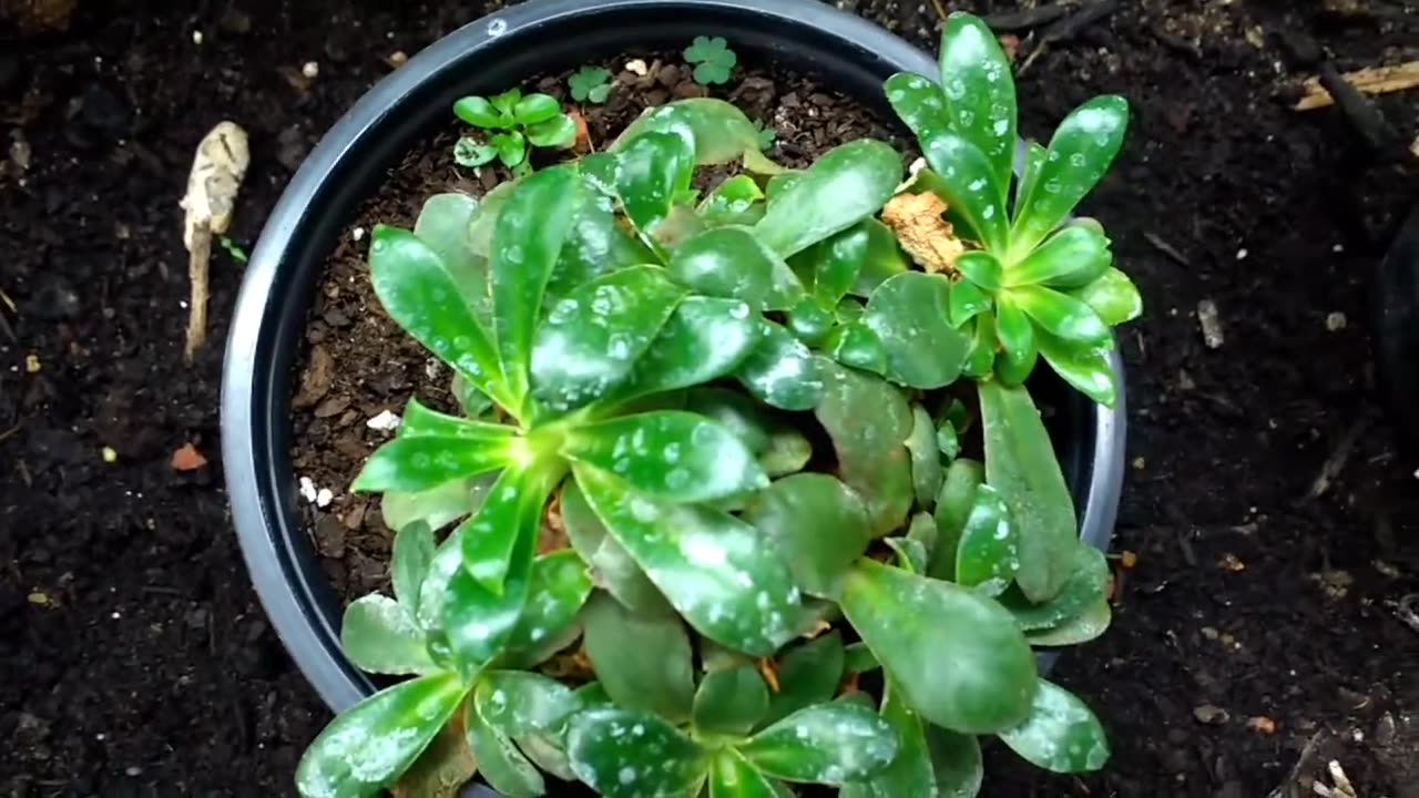 What a Sick Lewisia 'Elise' Plant looks like | Plant Care