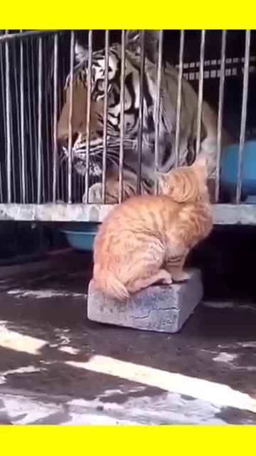 tiger and cat