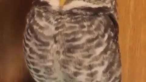 Cutee owl 😍