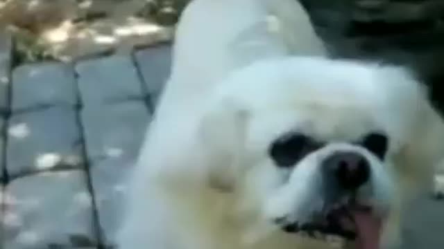 long tongue dog