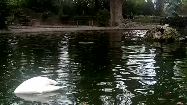 Watch the splendor of geese while swimming in the lake | Geese