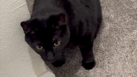 Adopting a Cat from a Shelter Vlog - Cute Precious Piper Does a Kitty Hug #shorts