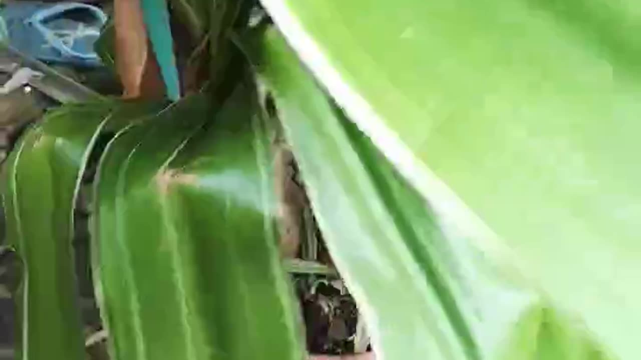 Poison bulb a species of crinum