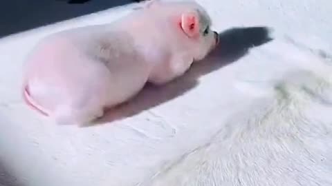 Pig series