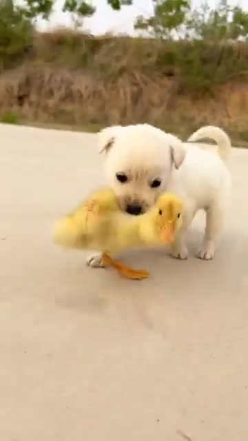 cute dog videos || #shorts #viral #cute