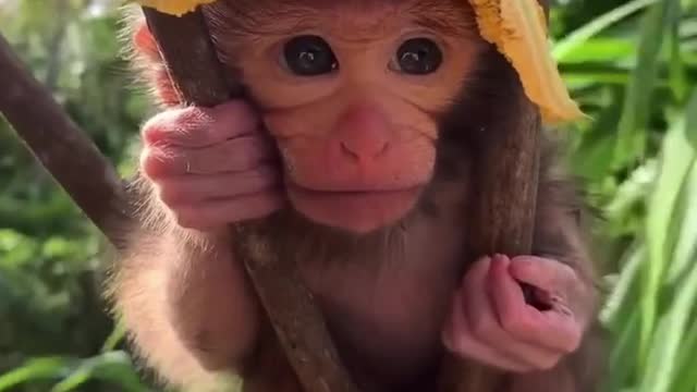 Monkey