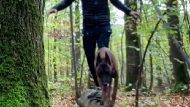 #foryou #pourtoi #malinois